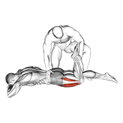 Assisted Prone Lying Quads Stretch demonstration animation