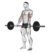 Barbell Curl demonstration animation