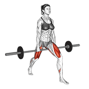 Barbell Split Squat V2 demonstration animation