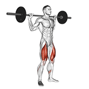 Barbell Squat demonstration animation