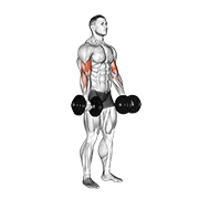 Bicep Curl demonstration animation