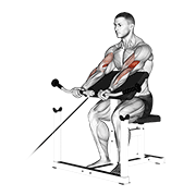 Cable Preacher Curl demonstration animation