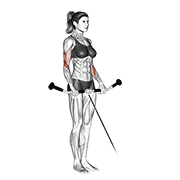 Cable Reverse Curl demonstration animation
