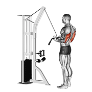 Cable Reverse Grip Pushdown demonstration animation