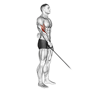 Cable Reverse One Arm Curl demonstration animation
