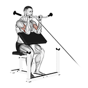 Cable Reverse Preacher Curl demonstration animation