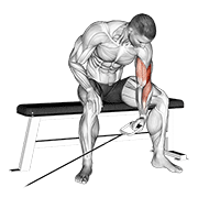 Cable Seated One Arm Concentration Curl demonstration animation