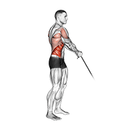 Cable Standing Lift demonstration animation