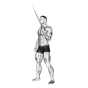 Cable Standing One Arm Triceps Extension demonstration animation