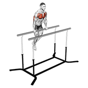 Chest Dip On Straight Bar demonstration animation