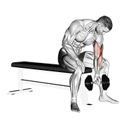 Concentration Curl demonstration animation