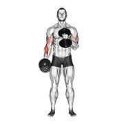 Cross Body Hammer Curl demonstration animation