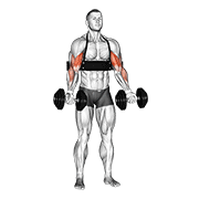 Dumbbell Alternate Biceps Curl With Arm Blaster demonstration animation