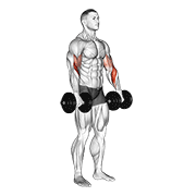 Dumbbell Biceps Curl Reverse demonstration animation