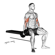 Dumbbell Curl demonstration animation