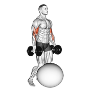 Dumbbell Kneeling Bicep Curl Exercise Ball demonstration animation