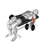 Dumbbell Lying Supine Biceps Curl demonstration animation