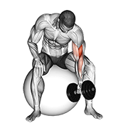 Dumbbell One Arm Concentration Curl On Stability Ball demonstration animation