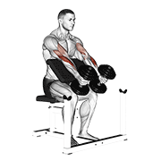 Dumbbell Peacher Hammer Curl demonstration animation