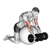 Dumbbell Preacher Curl Over Exercise Ball demonstration animation