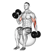 Dumbbell Seated Alternate Hammer Curl On Exercise Ball demonstration animation