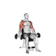 Dumbbell Seated Biceps Curl To Shoulder Press demonstration animation