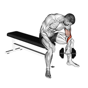 Dumbbell Seated Revers Grip Concentration Curl demonstration animation