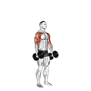 Dumbbell Standing Alternate Hammer Curl And Press demonstration animation