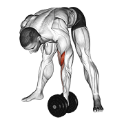 Dumbbell Standing Concentration Curl demonstration animation