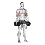 Dumbbell Standing Inner Biceps Curl V2 demonstration animation