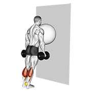 Exercise Ball On The Wall Calf Raise Tennis Ball Between Ankles demonstration animation