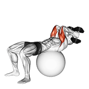 Exercise Ball Supine Triceps Extension demonstration animation