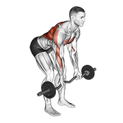 Ez Bar Reverse Grip Bent Over Row demonstration animation