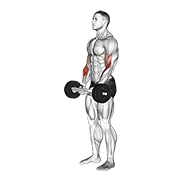 Olympic Barbell Hammer Curl demonstration animation