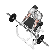 Preacher Curl demonstration animation