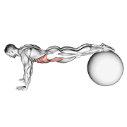 Pull In On Stability Ball demonstration animation