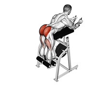 Reverse Hyperextension demonstration animation
