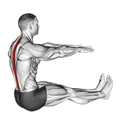 Spine Stretch Forward demonstration animation