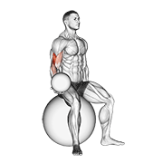 Weighted Seated Bicep Curl On Stability Ball demonstration animation