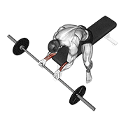 Wrist Curl demonstration animation